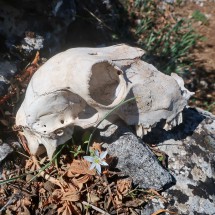 Skull of a goat or sheep